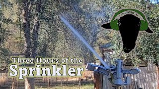 Stay Cool with Three Hours of the Sprinkler [upl. by Iem]