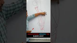 Anastomosis around the elbow joint  full lecture in description anatomy medical mbbs medicine [upl. by Pierre]