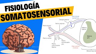 Fisiología del tacto y el sistema somatosensorial [upl. by Eidson]