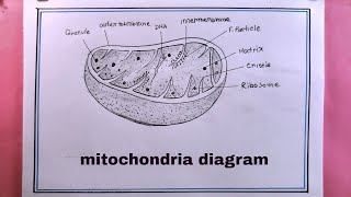 how to draw mitochondria diagramdrawing mitochondria diagram [upl. by Jacynth]