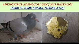 Güvercin hastalıkları İlaçları ve TedavisiSalla BaşBoyun DönmesiGöz YaşarmasıÜst Solunum  VB [upl. by Drye897]