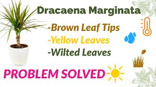 Dracaena Marginata Brown Leaf Tips Yellow leaves amp Wilted leaves Solutions dracaena [upl. by Fahy287]