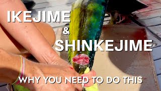 THIS WILL CHANGE YOUR LIFE Ikejime amp Shinkejime Like A Pro [upl. by Myrta]