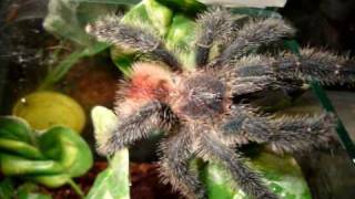 Avicularia sp amazonica [upl. by Hoyt]