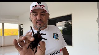 CHARLLES E TÕE TROLAM TIRINGA COM ARANHA CARANGUEJEIRA  CHÁCARA COMÉDIA SELVAGEM [upl. by Crissie]