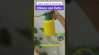 Cómo Cultivar Flores de Hibisco con Éxito Guía Completa 🌺 [upl. by Dusty]