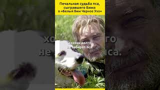 Печальная судьба пса сыгравшего Бима в «Белый Бим Черное Ухо» судьба кино собака актеры [upl. by Cross949]