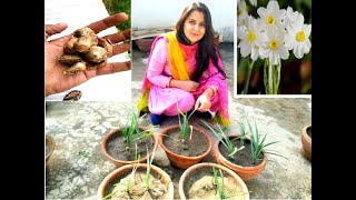 How to grow Nargis Flower From Bulb Part1 [upl. by Merissa153]