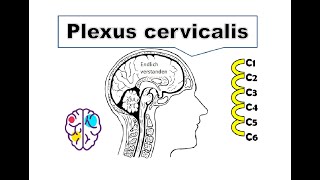 Plexus cervicalis zeichnen und einfach merken  Perfekt fürs Physikum Medi BASIC [upl. by Ysle]