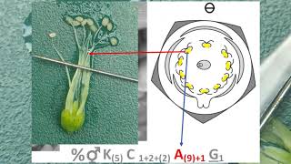 1fabaceae NCERT PRACTICALtheory [upl. by Jari371]