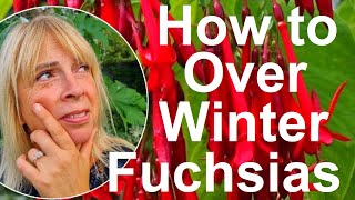 Tropicals gardens UK How to Overwinter Fuchsias [upl. by Mano]