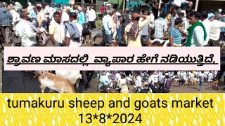 kyatsandra goat and sheep market review 1382024 AGRIANIMALS [upl. by Dorinda]