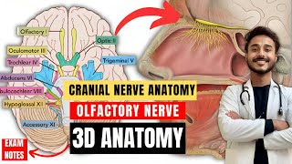 cranial nerve anatomy  olfactory nerve anatomy  first cranial anatomy  neuroanatomy [upl. by Soutor]