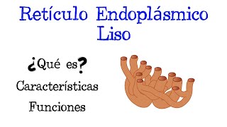 🌐 ¿Qué es el Retículo Endoplásmico Liso 💥 Funciones Fácil y Rápido  BIOLOGÍA [upl. by Blas]