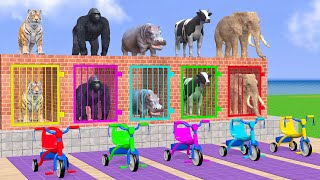 Cow Elephant Tiger Gorilla Hippo 3d Animal Long Slide Game Funny 3d Paint Animals Cage Game [upl. by Lucier310]