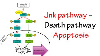 Jnk Pathway [upl. by Konyn342]