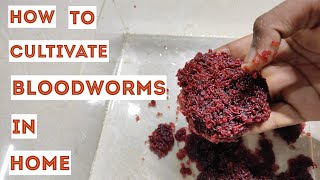 How to cultivate and preserve bloodworms  Blood worm disadvantages  தமிழில் [upl. by Notyrb]