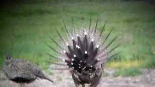 Greater SageGrouse [upl. by Naginnarb]