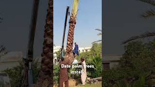 Date palm trees install ideas [upl. by Paradies]