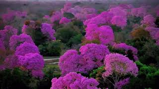 Pink Trumpet Trees in Brazil [upl. by Olivia163]