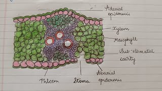 Isobilateral Leaf 🌿 Monocotyledonous Bulliform Cells Adaxial Abaxial Epidermis Stomata NEET Kukreja [upl. by Nerty]