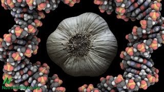 Cancer Interrupted Garlic amp Flavonoids [upl. by Jonathon]