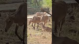 Nilgai nilgai wildlife Boselaphustragocamelus largeantelope herbivores like subscribe share [upl. by Yeloc907]