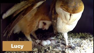 Day 19  am  Barn Owls  9th chick is here  Hermione on Camera 1 [upl. by Suivatco]