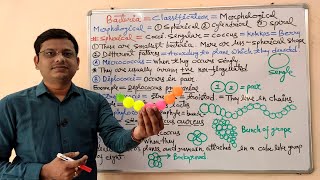 Microbiology 13  Morphology of Bacteria  Morphological Classification of Bacteria  Bacteria [upl. by Nhaj298]