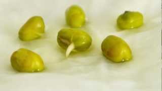 TimeLapse Mung Bean Germination [upl. by Lasley442]