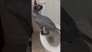 Hairless Cat Uses Human toilet 🚽 [upl. by Naaman]