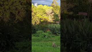 A Beautiful Park In Armenia Colombia 🏞️🇨🇴 [upl. by Aicileb]