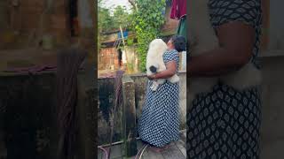 Njan allande vere appuz undo🤔pets puppies viral dogshorts doglifeyoutubeshortsfunny comedy [upl. by Ffilc915]