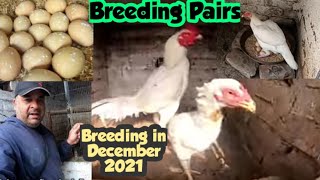 Broody White hen harvesting in winter hera breeding pair December 2021  Faisal butt [upl. by Eelrahs]