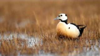 Barrow Alaska Nature Photography Tour [upl. by Yetti]