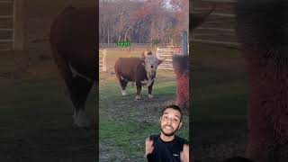 Cepillo para ganado 🐂 agro campo rancho ganado ganaderia zootecnia elpecuario [upl. by Drarej]