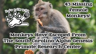 43 Monkeys Escaped South Carolina Alpha Genesis Primate Research Center  Animal Live News Podcast [upl. by Nahtam]