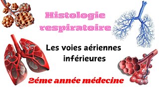 HISTOLOGIE RESPIRATOIRE  Les voies aériennes inférieures 2éme année médecine [upl. by Gibbs]