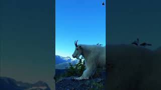 Mountain Goats Kills Cougars and Bears wildanimalfacts animalfacts mountaingoat animals facts [upl. by Alrahc481]