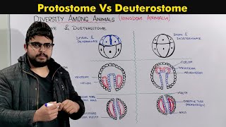 Protostomes and Deuterostomes Developments In Animals [upl. by Tray]