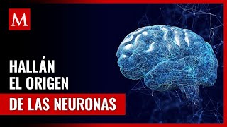 Placozoos Los Pequeños Animales Marinos que Desvelan el Misterio de las Neuronas [upl. by Eyahc]