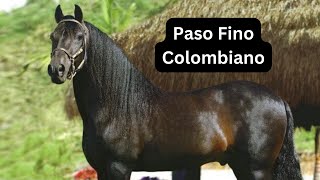 La Historia del Paso Fino Colombiano Tradición y Distinción [upl. by Katuscha483]