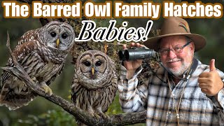 The Barred Owl Family Hatches Babies  My own Backyard  Some facts on Owls  Gerold amp Becky  Sound [upl. by Eittod]