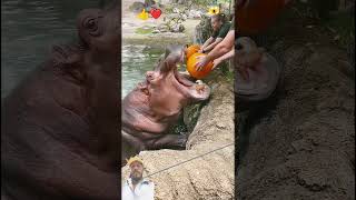 hippo animals wildlife zoo funny music shark kong [upl. by Rairb]