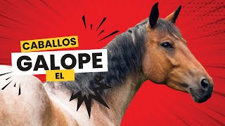 quot¿Qué Siente un Caballo al Galopar Experiencia Única y Poderosa Explicadaquot [upl. by Akina]