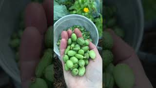 Surprising Cucamelon Harvest harvest harvesting [upl. by Ecinev901]