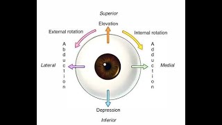 Extra Ocular muscle in short [upl. by Anaejer]