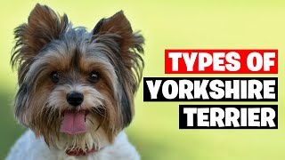 The 7 Types of Yorkshire Terrier Breeds [upl. by Goldfarb]