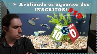 Avaliei um aquário de GUPPYS lebistes  AA Avalia 19 [upl. by Nonnag]