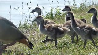 Egyptian geese chicks  Nilgans Küken [upl. by Conrad]